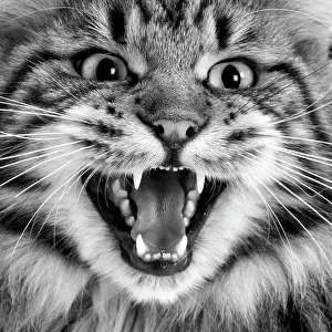 Hissing: Maine coon cat - close-up of face, mouth open. Black & white