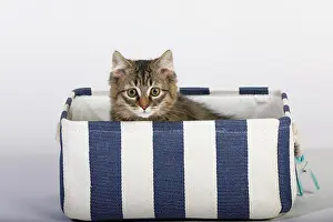 Punnet: Maine Coon cat (Felis silvestris catus), young animal