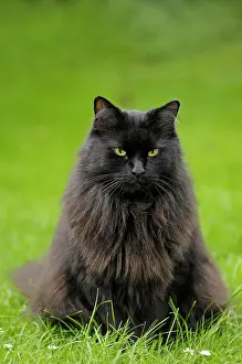 300517: Maine Coon Cat (Felis silvestris catus), in a meadow