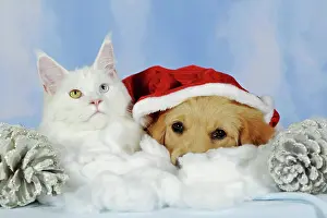 Pictures: Maine coon cat and golden retriever puppy with Santa