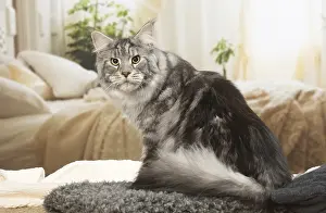 Coons: Maine Coon Cat indoors