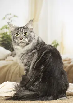 Coons: Maine Coon Cat indoors