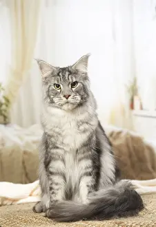 Coons: Maine Coon Cat indoors