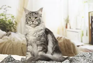 Coons: Maine Coon Cat indoors