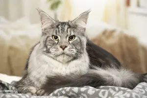 Coons: Maine Coon Cat indoors