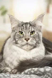 Coons: Maine Coon Cat indoors