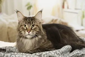 Coons: Maine Coon Cat indoors