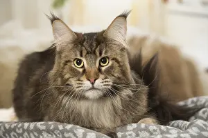 Coons: Maine Coon Cat indoors