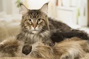 Coons: Maine Coon Cat indoors