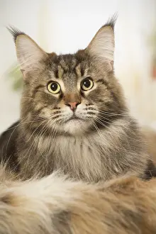 Coons: Maine Coon Cat indoors