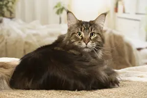 Coons: Maine Coon Cat indoors