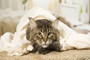 Coons: Maine Coon Cat indoors