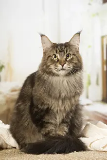 Coons: Maine Coon Cat indoors