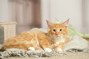 Coons: Maine Coon cat indoors