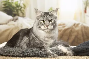 Coons: Maine Coon Cat indoors