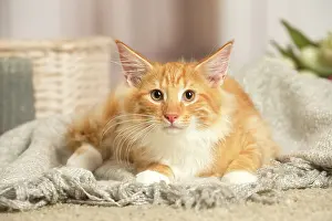 Coon: Maine Coon cat indoors