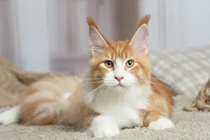 Coon: Maine Coon cat indoors