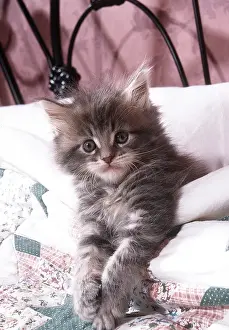 Coon: MAINE COON CAT - kitten in bed