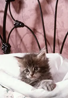 Coon: MAINE COON CAT - kitten in bed