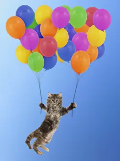 140319: Maine Coon Cat, kitten floating away with a bunch