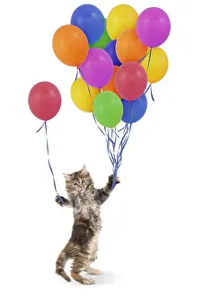 140319: Maine Coon Cat, kitten on hind or back legs holding