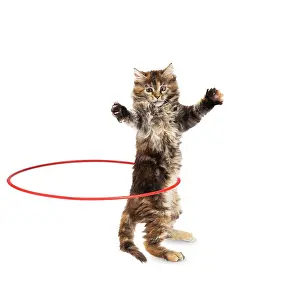 220719: Maine Coon Cat, kitten on hind or back legs holding