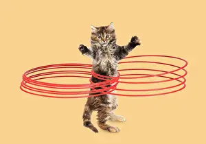 220719: Maine Coon Cat, kitten on hind or back legs hula hooping