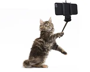 Sticks: Maine Coon Cat, kitten on hind or back legs taking a selfie
