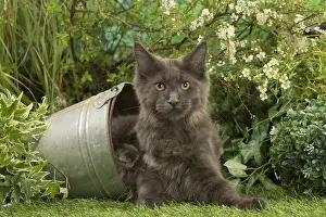 Coons: Maine Coon Cat kitten outside in the garden