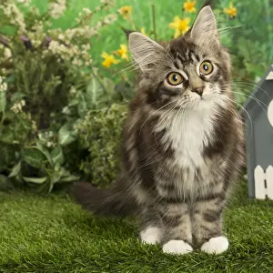 Coons: Maine Coon Cat kitten outside in the garden