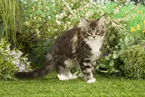 Coons: Maine Coon Cat kitten outside in the garden