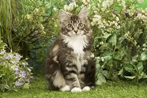 Coons: Maine Coon Cat kitten outside in the garden