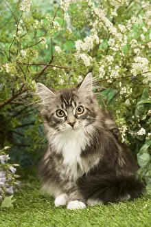 Coons: Maine Coon Cat kitten outside in the garden