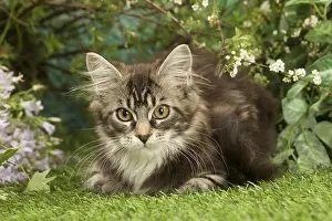 Coons: Maine Coon Cat kitten outside in the garden