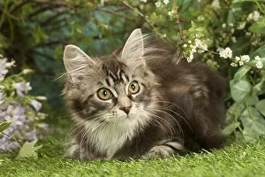 Coons: Maine Coon Cat kitten outside in the garden