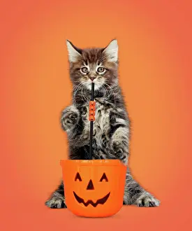 Trick: Maine Coon Cat, kitten standing on hind legs