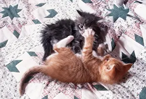 Coon: Maine coon CAT - kittens x2 play fighting on bed
