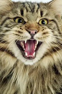 Hissing: Maine Coon Cat - Long haired Brown Tabby