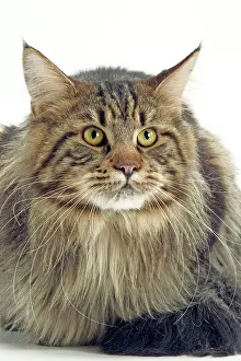 Moustache: Maine Coon Cat - Long haired Brown Tabby
