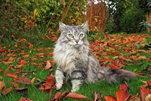 Katze: Maine Coon cat lying in a garden in autumn Katze