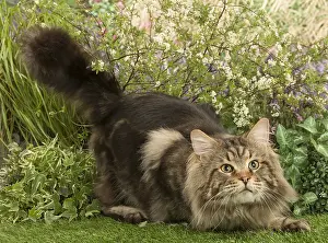 Coons: Maine Coon Cat outside in the garden