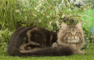 Coons: Maine Coon Cat outside in the garden