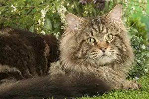 Coons: Maine Coon Cat outside in the garden