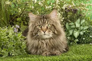 Coons: Maine Coon Cat outside in the garden