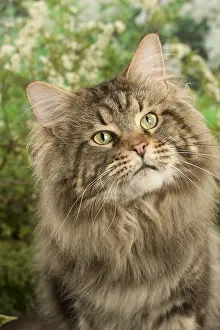 Coons: Maine Coon Cat outside in the garden