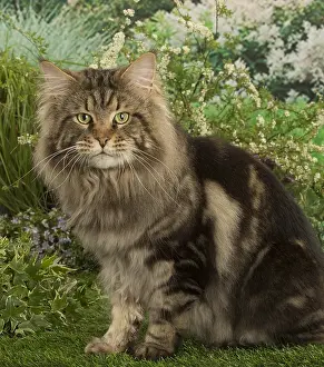Coons: Maine Coon Cat outside in the garden