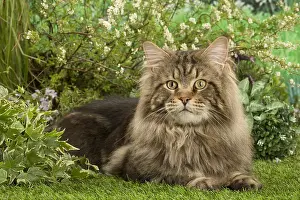Coons: Maine Coon Cat outside in the garden