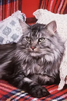 Chairs: Maine Coon CAT - sitting with cushions