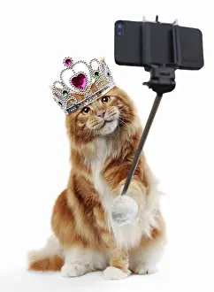 Phone: Maine Coon Cat taking a selfie, wearing crown. Selfie Queen