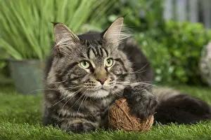 Coons: Maine Coon Cat with toy ball